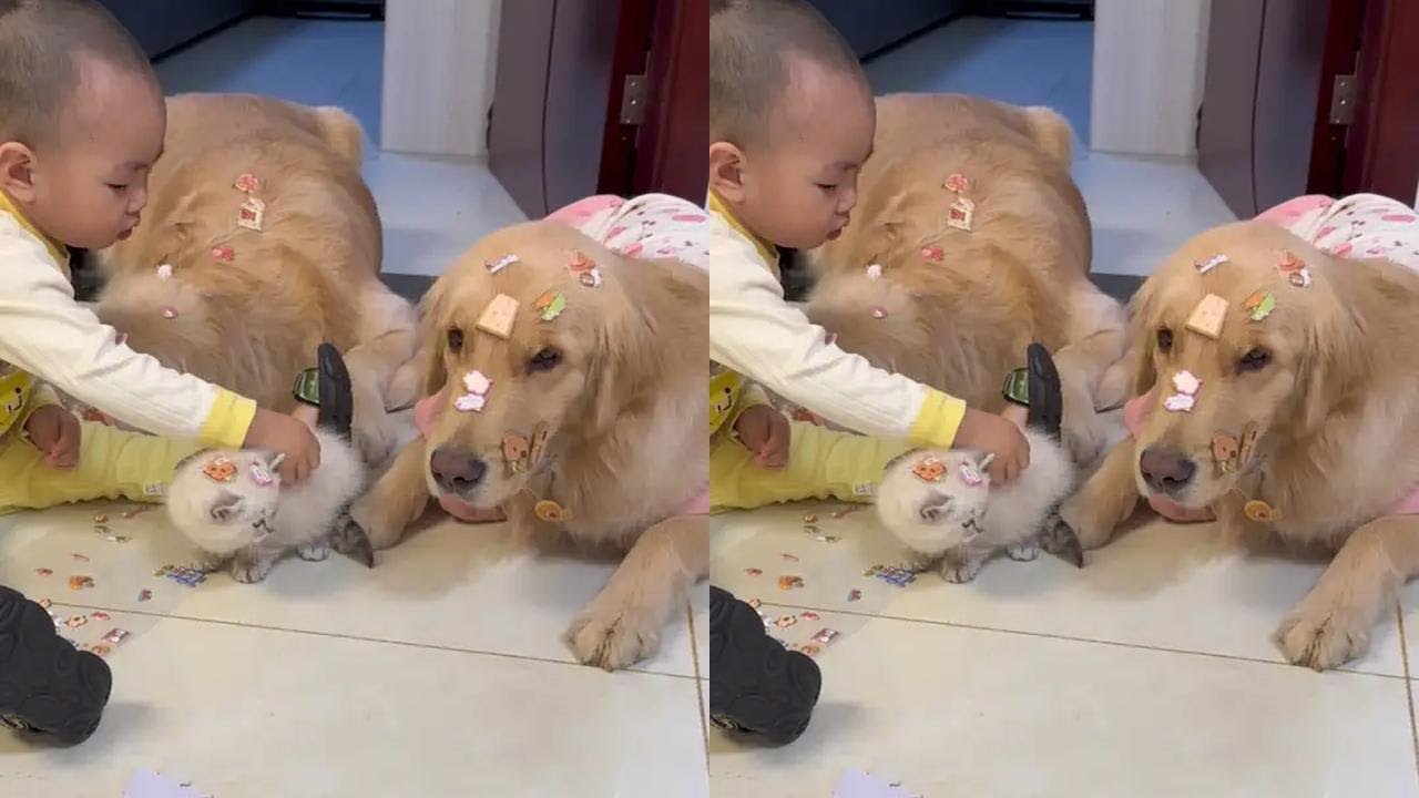 狗子猫咪们就宠他吧#抖音萌宠嘉年华 #萌宠出道计划 #萌娃和萌宠 #宠物零食