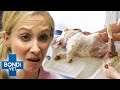 Smashed Pelvis For Rescue Shih Tzu 💔 Bondi Vet Clips | Bondi Vet