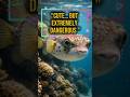 This tiny fish can become deadly in seconds #shorts #pufferfish #ocean #fish #animals #facts