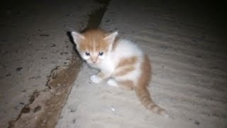 A lost kitten searching for his mother at night by Pets are angels 14,324 views 6 months ago 5 minutes, 47 seconds