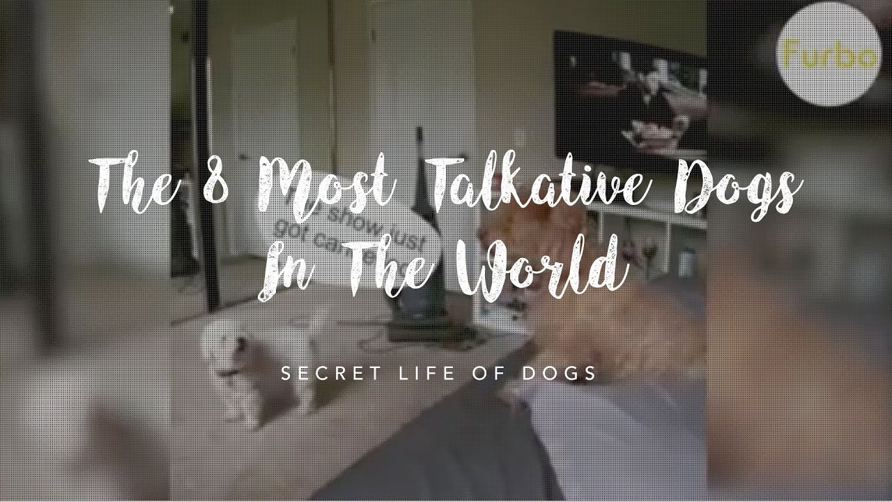 Talkative Dogs The 8 Most Talkative Dogs In The World | Furbo Dog Camera - YouTube