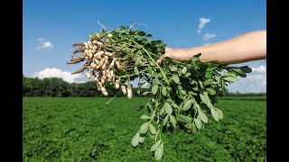 On the Farm with AITC: Peanuts