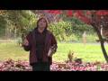 Garden Maintenance How to Repel Raccoons