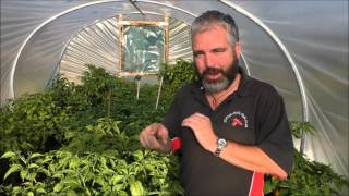 Chilli Polytunnel Update October 2015