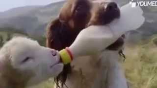 American Pit Bull Terrier Part 8