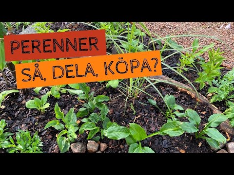 Video: Gula perenner - hur man planterar och odlar dem