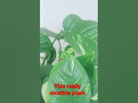 ##viral short vedeo its really nice money plant##tr