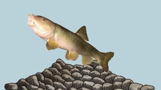 River Chub Spawning Pit Excavation #2