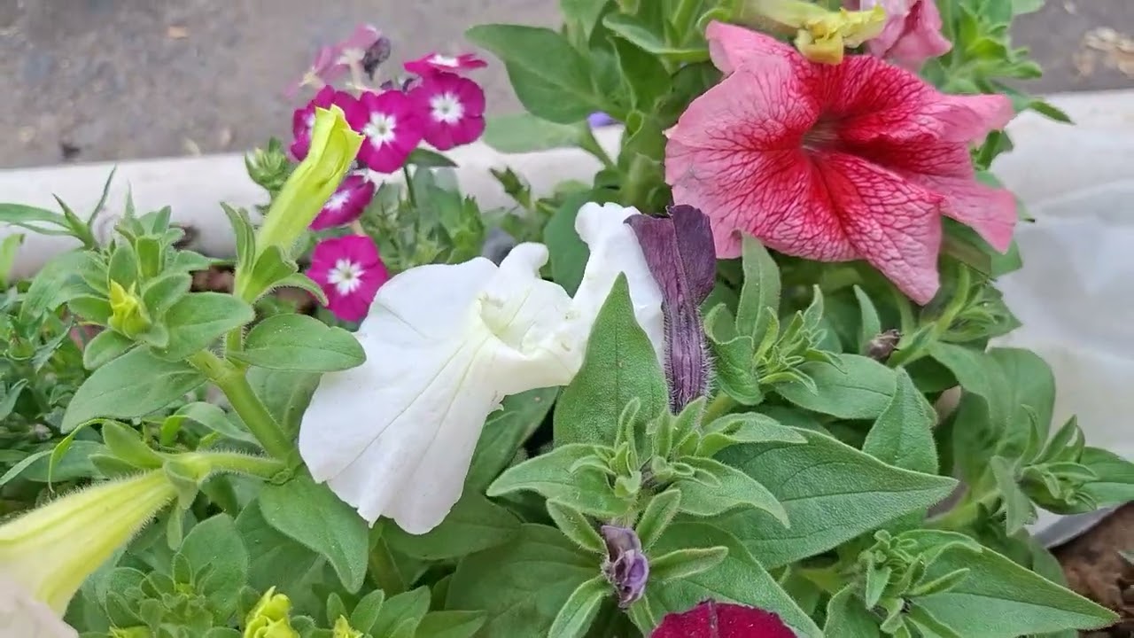 Plant shopping #flowers #nature #trending #like #share #subscribe 