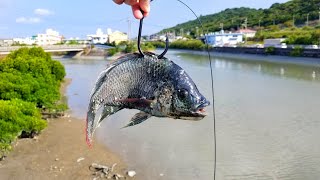 Using GIANT TILAPIA to catch a MONSTER GT on CREEK!!! I can't wait for it