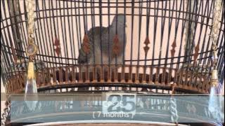 CP Farm Pattani [MV9] , Zebra dove, Perkutut, Ketitir