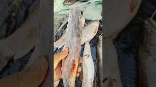 dangerous fish in world#fish #viralvideo #seafood