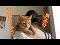抱っこ大好き猫！メス飼い主編！