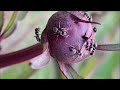 Ants