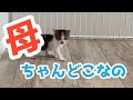 【サバ白子猫1匹で保護】生後1ヶ月未満の子猫を保護。1匹でどうやって今まで生きてきたんだろう。胸が痛い。これからは幸せが待ってるよ