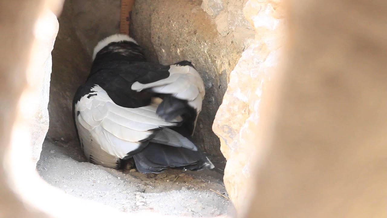 A La Espera Del Nacimiento De Un Condor En El Zoologico De