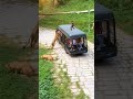 Watalii Waogopa Simba Mbugani Alafu Walienda Kwaajiri Yao 