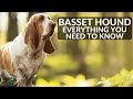 BASSET HOUND 101! Everything You Need To Know About Owning A Basset Hound Puppy