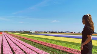The Moment When I Saw A Real Rainbow On The Ground! 😱 Heaven! Tulips In The Netherlands 🌷 [HD] [4K]