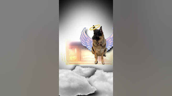 My dog turned into an ANGEL!