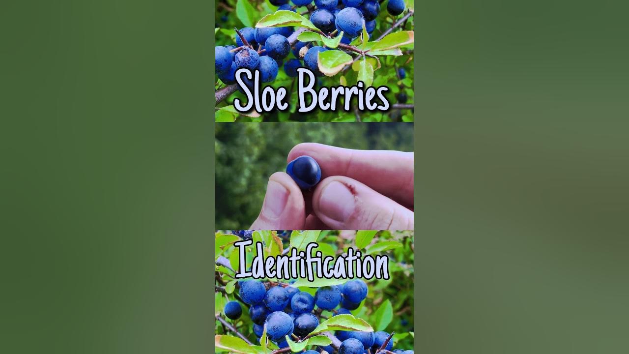 How To Identify Sloe Berries 🫐 identification foraging YouTube