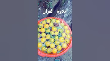 تلاوة خاشعة*الحمد لله على نعمة القرآن الكريم