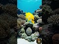 The REAL Ocean Shapeshifter — Octopus Camouflage & Mimicry Will SHOCK You! | Wild Lens TV #Short