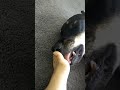 Dog lick feet