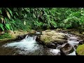 Peaceful Mountain River Flowing Sound. Forest River, Relaxing Nature Sounds/ Sleep/ Relax/ Medition