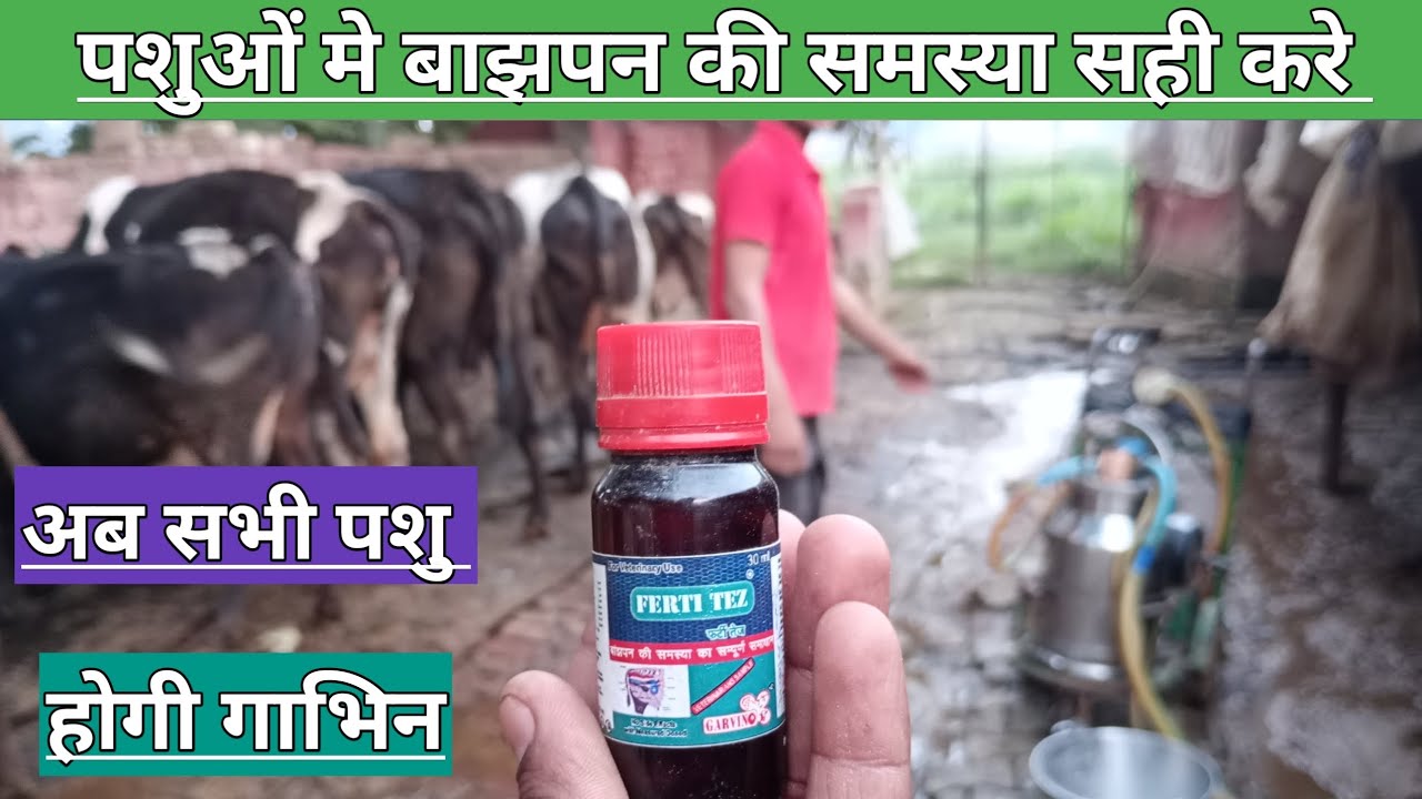Use Veterinary FERTI TEZ पशुओं में बाझपन की समस्या सही कैसे करें || पशुओं को गाभिन कैसे कारये