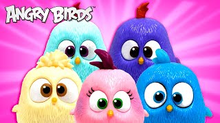 Angry Birds | Bouncing Hatchling Hatchies 💖💖💖