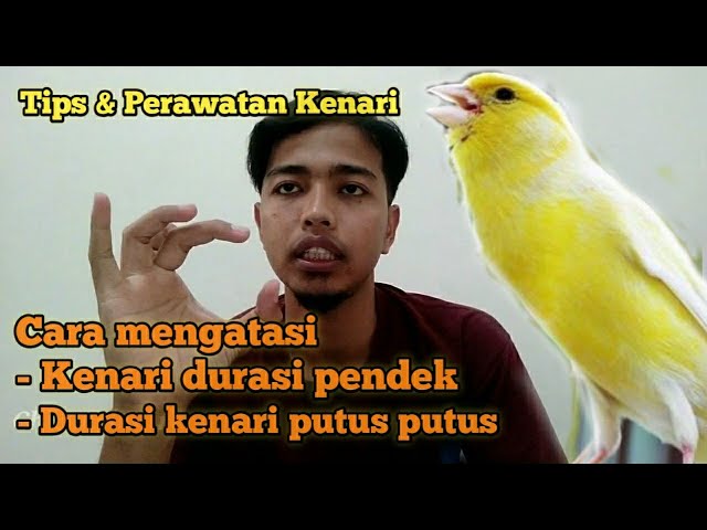 Ampuuh..!! Cara atasi durasi kenari putus putus || Auto ngerol panjang lagi dan power suara kuat class=