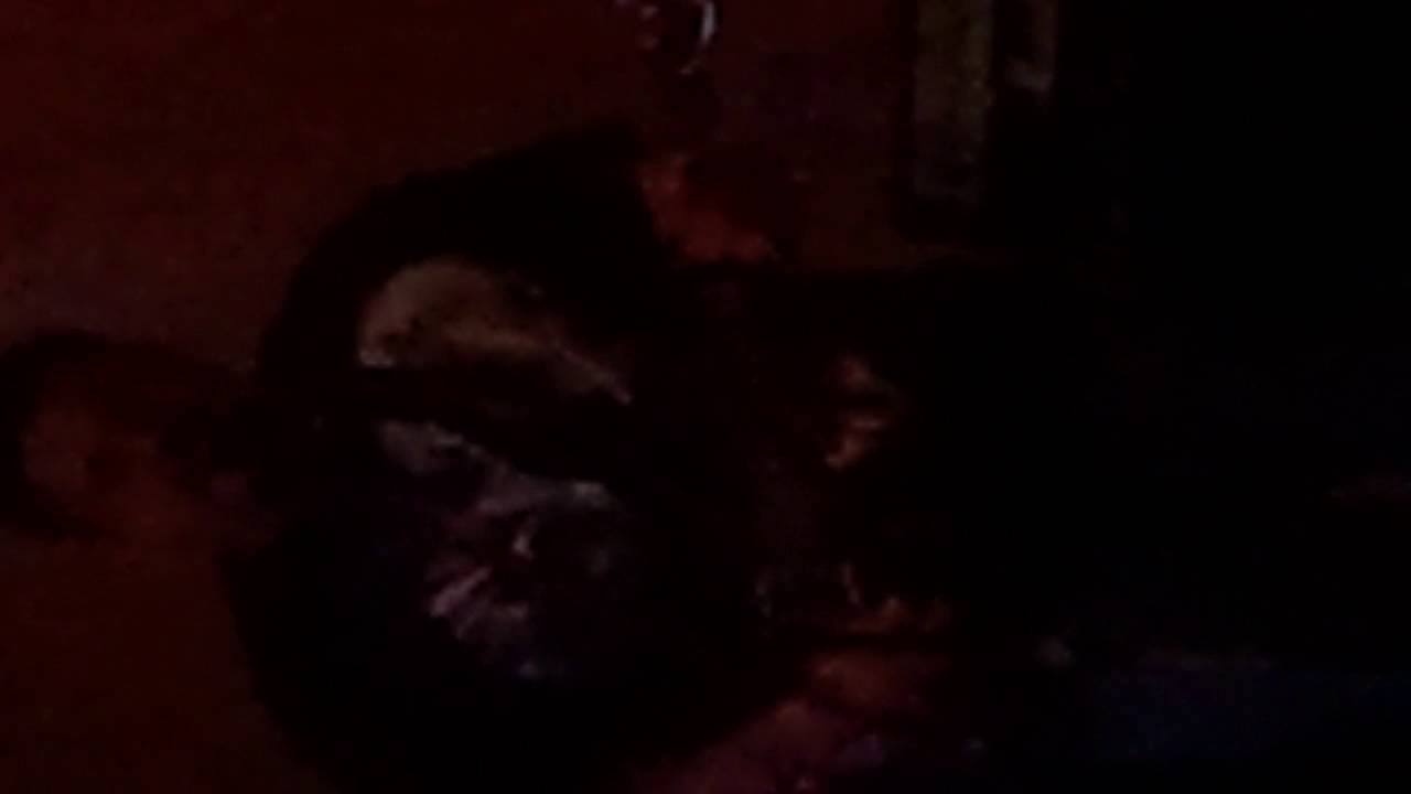 In My Arms Instead cover by The Vulture Club. RIP Georgie 