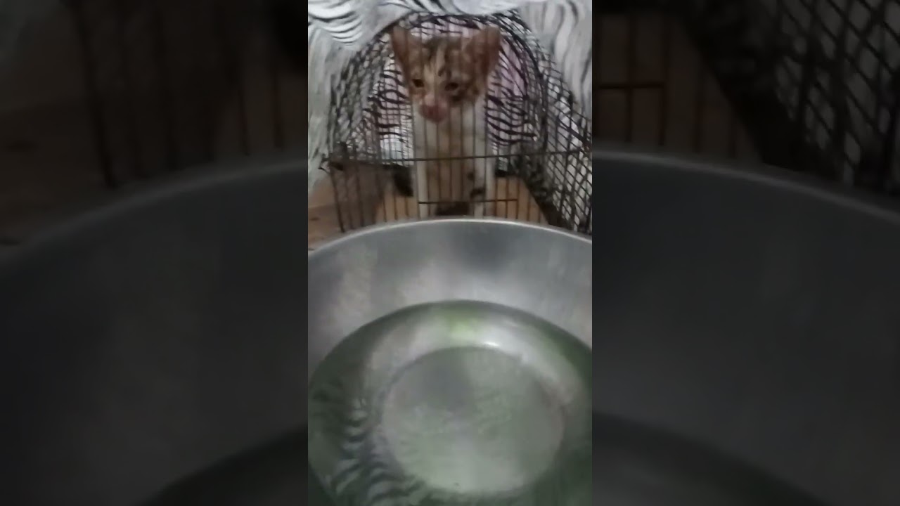 Some Home Remedies for Cat Flu