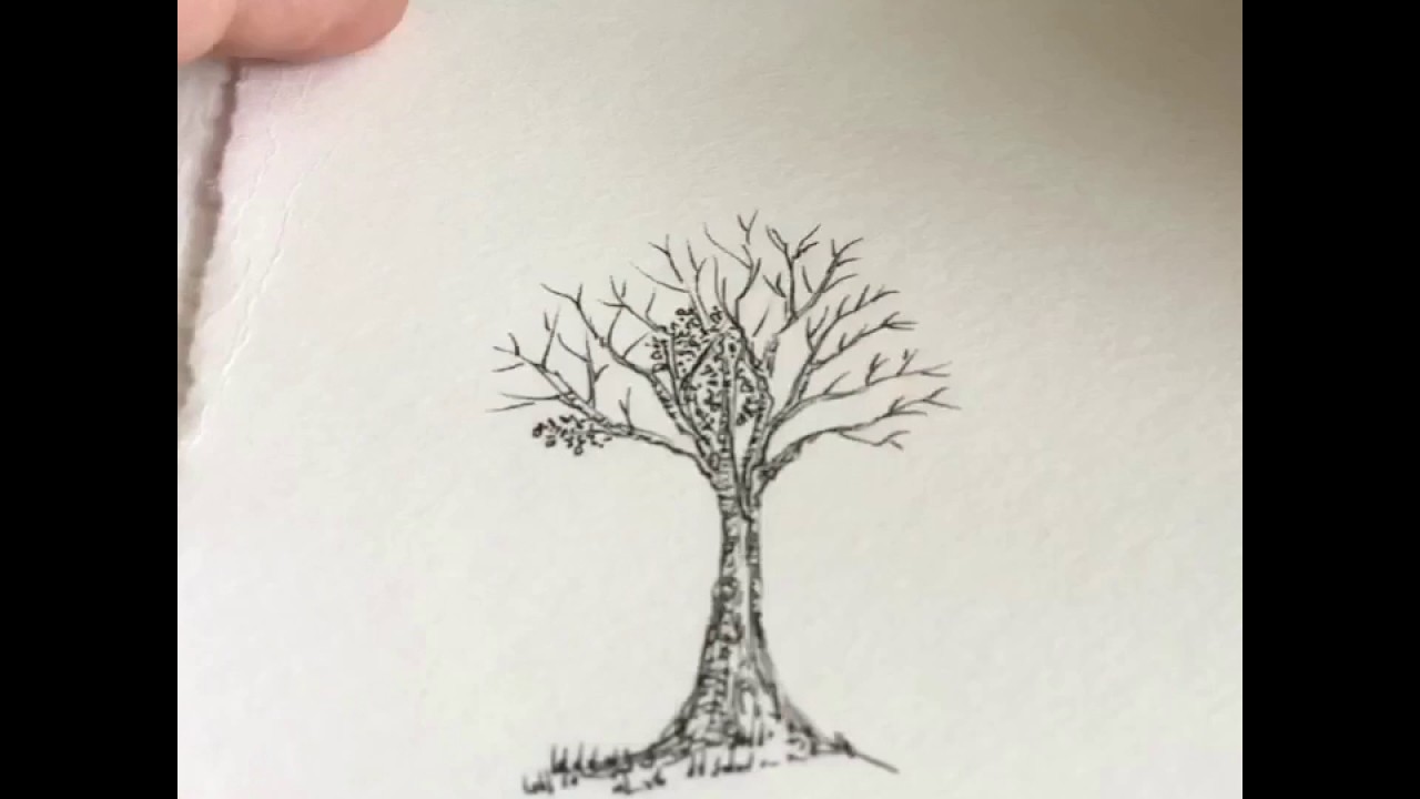Mini Maple Tree Drawing by Andrea Currie and PomonaLIFE