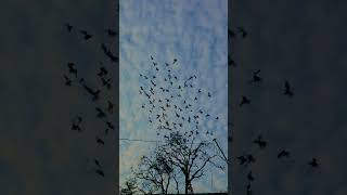 Wait till the birds fill the sky… 😍”Sky Full of Birds 🕊️ | Relaxing Scene #shorts”
