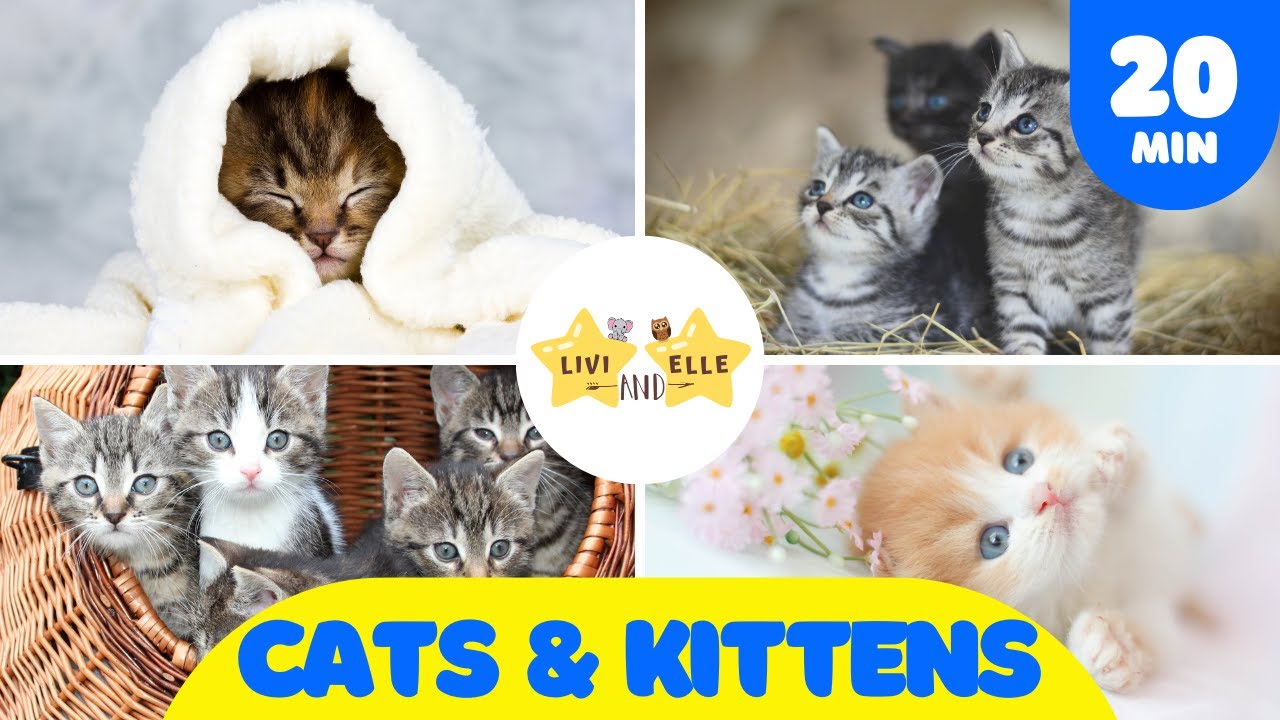 20 Minutes of Cute Cats and Adorable Kittens for Kids - YouTube