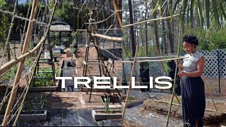 My FAVORITE diy Trellis (Planting too much food?!) by Our Freedom Song 9,800 views 2 months ago 20 minutes