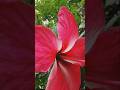 Pink Hibiscus Flower #shorts #nature #homegardening #gardening #garden #hibiscus #gardenflowers