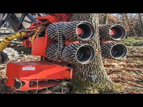 Dangerous Fastest Chainsaw Cutting Tree Machine Skills - Heavy Biggest Felling Tree Machine Working