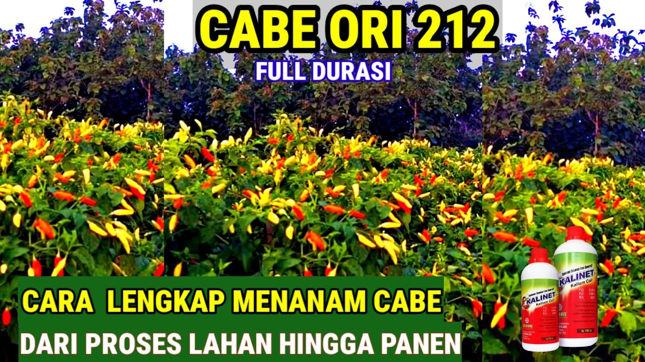 CARA LENGKAP  !! MENANAM CABE DARI PROSES LAHAN HINGGA PANEN [ ORI 212 ]9