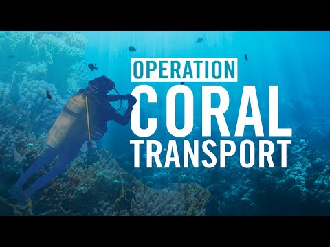 Israeli Navy’s Underwater Operation: Coral Transport