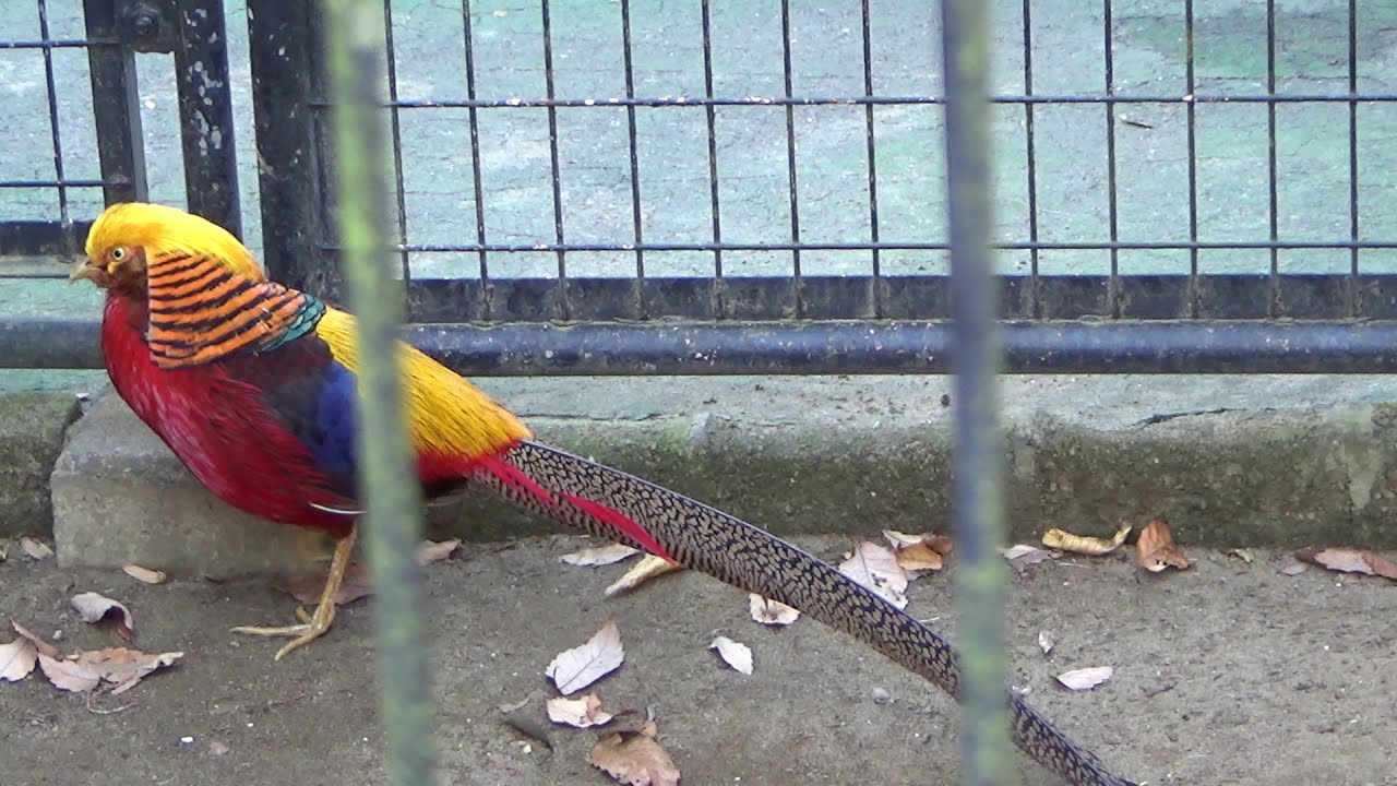 動物園の鳥 Golden Pheasant キンケイ キジ科 市川市動植物園 12 16 Youtube