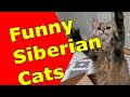 Siberian Cat - Funny Cats -  vol. 2 Siberian Cats doing what cats are doing...