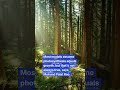 🌳 Trees: Not the Carbon Saviors We Hoped?