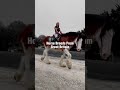 Great Britain Breeds 🇬🇧 #horse #animals #sports #equine #youtubeshorts #tiktokviral #fyp