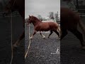 Great Britain Breeds 🇬🇧 #horse #animals #sports #equine #youtubeshorts #tiktokviral #fyp