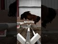 Great Britain Breeds 🇬🇧 #horse #animals #sports #equine #youtubeshorts #tiktokviral #fyp