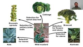 2_3 Evidence for Evolution 2: Artificial Selection