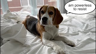 Cute beagle lured out of bed with toast